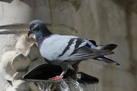 一只鸽子在旧喷泉里洗澡图片