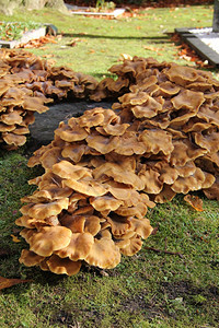 一大群蘑菇在清晨的阳光下在森林里图片