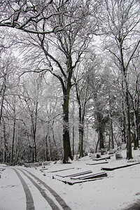 冬天的森林被雪覆盖图片