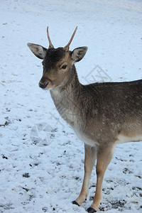 雪地中的一只年轻雌鹿图片