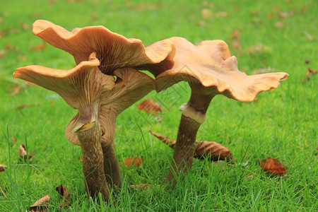 大蘑菇在堕落的森林中图片