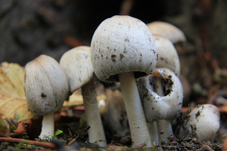 白蘑菇和秋叶在天的森林中图片