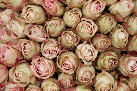 粉红玫瑰花芽婚礼中心有红色的触摸图片
