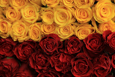 鲜花婚礼安排中的红玫瑰和黄图片