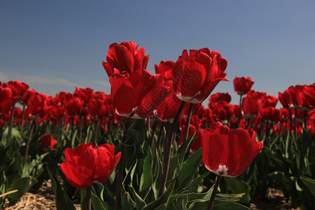 红郁金香在对准清蓝天空的田地上红郁金香图片