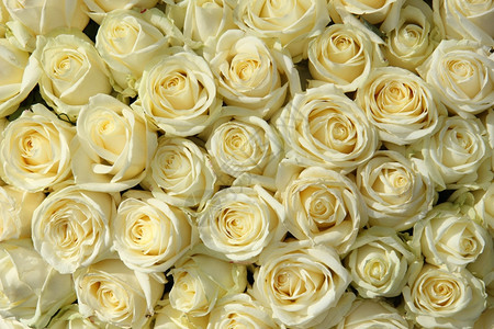 大群白玫瑰作为花岗的婚礼装饰品一部分图片