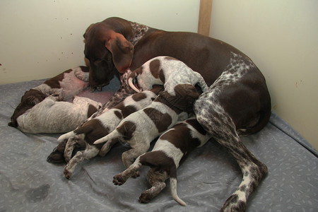 德国短发指针小狗18天大和他们的母亲图片