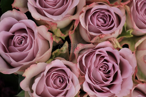 紫玫瑰在新娘花束中图片