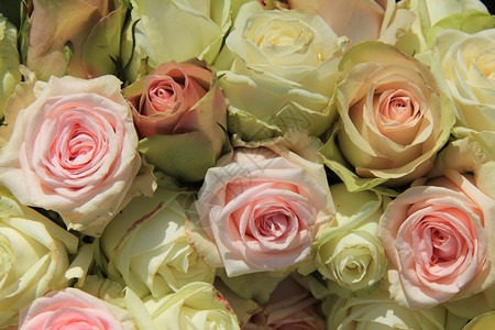 白玫瑰和粉红在牧师的婚礼安排中图片