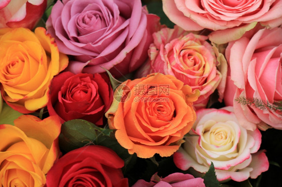 多彩婚礼安排中的多彩玫瑰图片