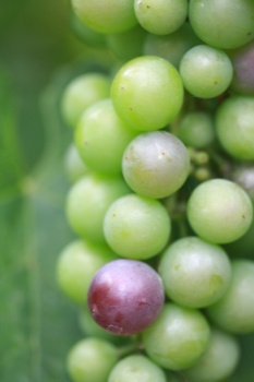 绿色成熟的葡萄一个紫色图片