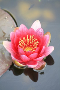 在池塘中漂浮的粉红水百合和巨大的叶图片