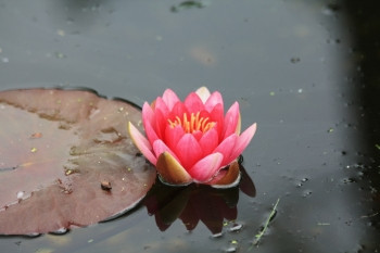 在池塘中漂浮的粉红水百合和巨大的叶图片