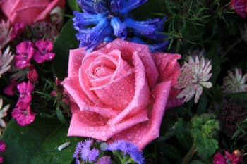粉红玫瑰和雨后的其他蓝花图片