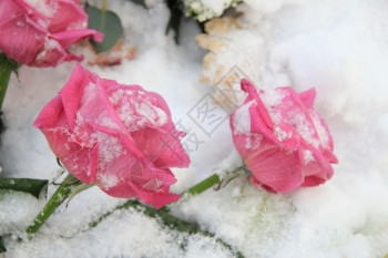 雪中两朵浓红玫瑰冬天的风景图片
