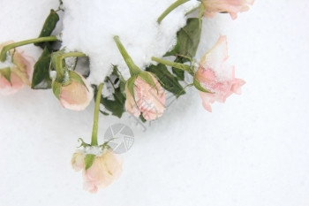 雪中柔软的玫瑰花束图片