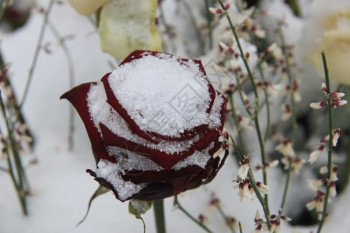 大红玫瑰满是雪图片