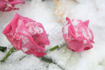 雪中两朵浓红玫瑰冬天的风景图片