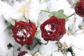 雪中两朵红玫瑰图片