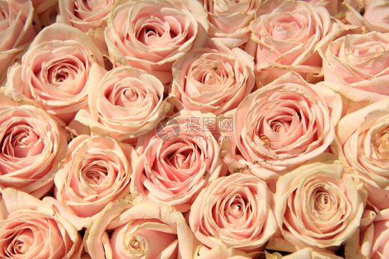婚礼花朵安排中的粉红玫瑰图片