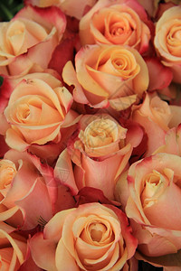 多色古年彩粉红色黄和橙的婚礼玫瑰图片