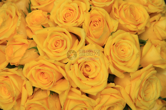 婚礼安排中的黄玫瑰图片
