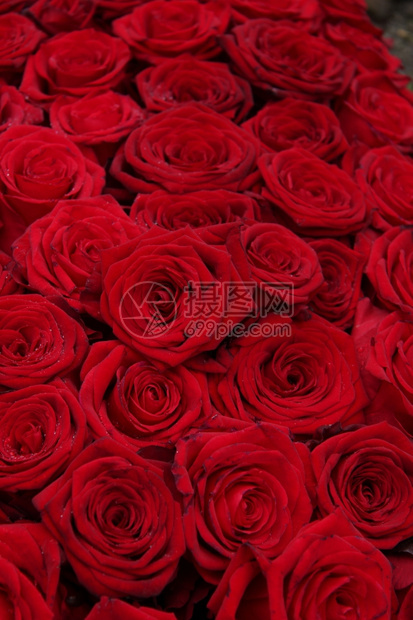 一群红玫瑰完美如背景图片