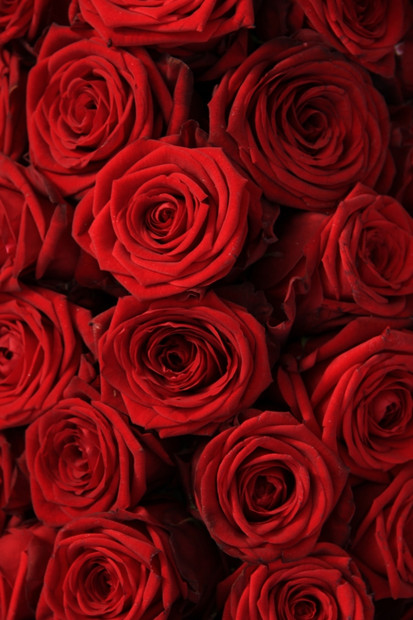 大红玫瑰在花的婚礼安排中