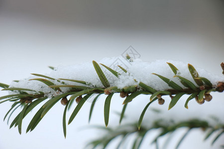 在松树枝上下雪细的圣诞树图片