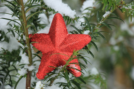 红星装饰在雪覆盖松树枝上图片