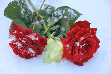 清雪中两朵红玫瑰之间的象牙白玫瑰图片