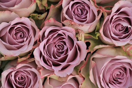 紫玫瑰在新娘花束中图片