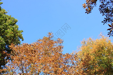 秋色的一组树图片