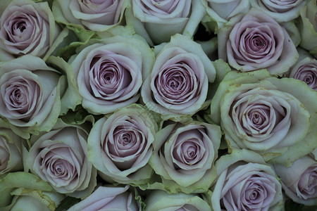 在混合新娘花束中的紫玫瑰图片