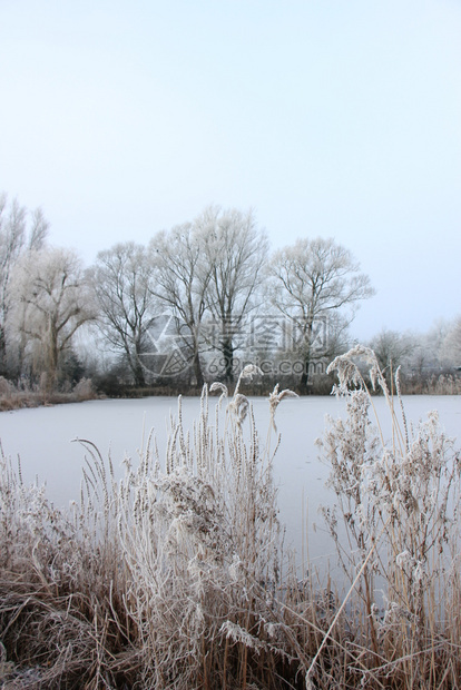 深冬的清晨青草上冻霜图片