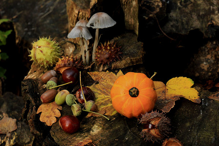 秋天仍然生活在叶森林中蘑菇栗子南瓜和叶图片