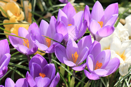 田地上的紫色和白花粉图片