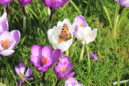 初春阳光下上的小乌龟蝴蝶背景图片