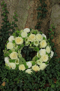 树白玫瑰和木乃伊附近的鲜花图片