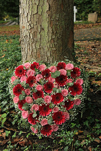 在一棵树、粉红玫瑰花和雪以及尤卡利普图斯附近的鲜花或图片