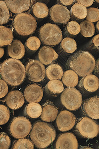 森林中大量砍碎的薪柴图片
