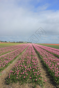 田野中的粉红郁金香在农业田中生长的郁金香图片