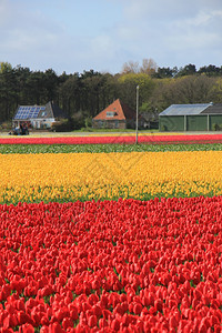 田野中的郁金香在农业田中生长的黄色和红郁金香图片