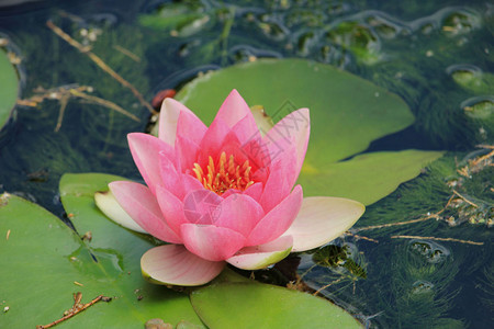 粉红水百合漂浮在阳光的池塘里图片
