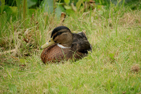 一只雌鸭在草地上放松图片