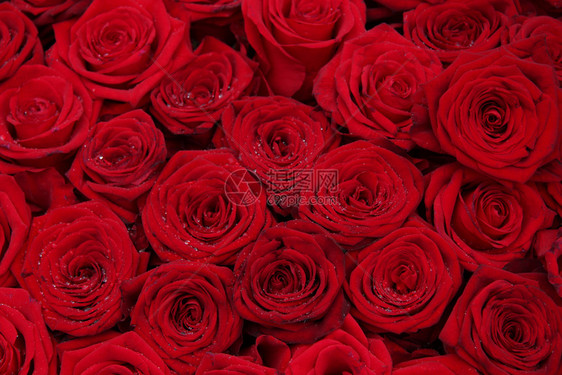 一群红玫瑰完美如背景图片