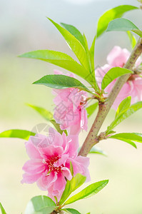 花园里有粉红色鲜图片