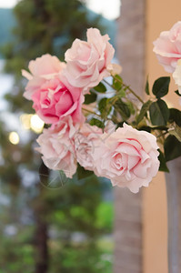 紧的粉红玫瑰花和绿叶玫瑰花朵图片