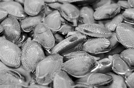 苏夫蛤的背景短颈卡贝金星壳小帕菲亚杜拉塔维内里达图片