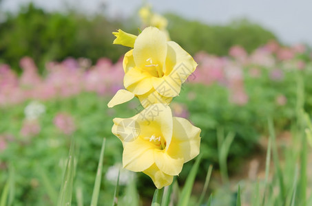 格拉迪奥卢斯或利是爱丽丝家族伊里达塞亚中长年花朵植物的基因图片